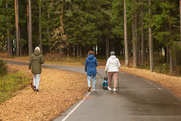 Walking with a dog in the autumn park.