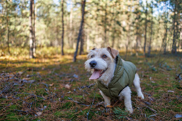 Dog in green jacket in autumn forest. Jack Russell terrier in park. Pet in fashionable clothes on walk
