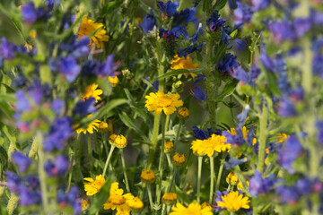 Beautiful Golden marguerites flowering in the middle of Viper's bugloss on a dry meadow in Estonia, Northern Europe