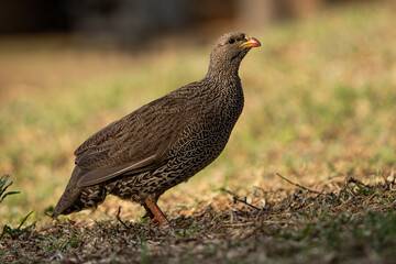 A low-angle shot of a ground pheasant running gracefully through soft light, captured during a safari game drive in the African bushveld. The warm lighting emphasizes the bird’s swift movements 