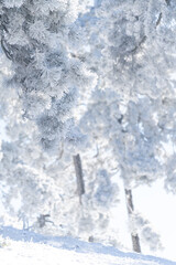 Snow covered trees. Winter forest