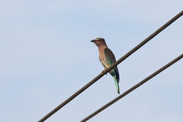 Indochinese roller or burmese roller bird seating on an electric wire. this photo was taken from...