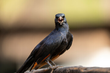 A vibrant starling bird perches on a branch, captured in the African bushveld during a safari game drive. The bird’s iridescent feathers shimmer in the natural light, showcasing its stunning beauty