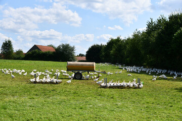 Enten in Freilandhaltung