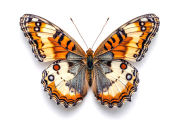 Obraz premium Beautiful colorful butterfly spreading its wings on white background