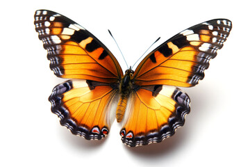 Naklejka premium Bright colored butterfly is opening its wings on a white background