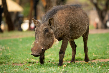 A warthog roams inside the camping grounds, exploring the area during a safari game trip in the African bushveld. The curious animal stands out against the man-made surroundings, creating a contrast 