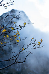 Bare tree branches with a few yellow leaves in front of a mist-covered mountain at sunrise. Concept of autumn wilderness, atmospheric mood, and the beauty of seasonal transitions. High quality photo