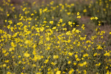 Background of many yellow flowers in green forest