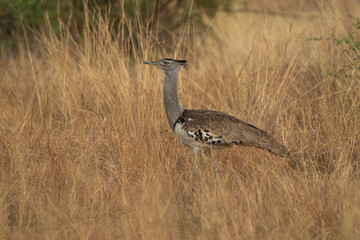 A kori bustard walks through the African bushveld, its large frame blending with the rugged terrain. Captured on a safari game drive, this scene captures the elegance and of Africa's heaviest Flyer 