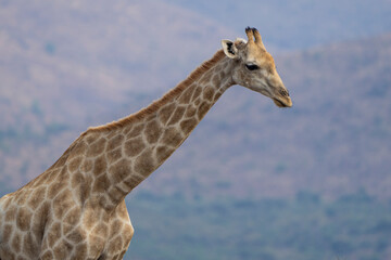 A giraffe stands among lush green trees in the African bushveld, feeding on fresh leaves. Captured during a safari game drive, the scene showcases the giraffe’s graceful reach and its natural habitat 