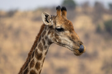 A close-up of a giraffe with its long tongue sticking out, captured during a safari game drive in the African bushveld. The giraffe’s playful expression highlights its unique and humorous behavior.