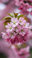 Obraz premium Pink blossoms bloom gracefully, yellow centers shining against soft pink background Vertical Mobile Wallpaper