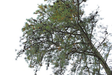 Pinus rigida Northern Pitch Pine Tree. View of the crown of an old tree with numerous cones.