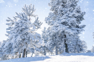 Snow covered trees. Winter forest