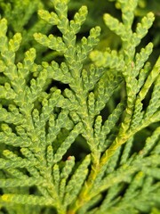 green leaf background, plant background