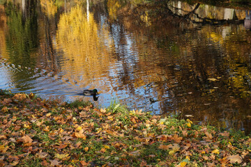Autumn landscape with a pond and a duck.