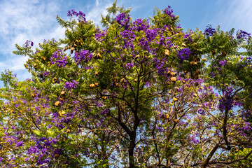 Jacaranda flower with pods, in a forest in the state of Sao Paulo, Brazil