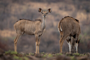A female kudu stands gracefully in an open field during a safari game drive in the African bushveld. Her elegant stance and large, alert ears highlight her beauty and watchfulness in the wild plains