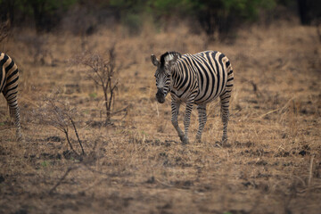 Obraz premium A lone zebra stands gracefully in an open field, its striped coat vividly contrasting with the surrounding grass during a safari game drive in the African bushveld. The peaceful moment captured