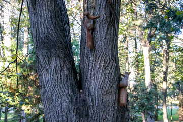 Two squirrels on a tree trunk. The natural habitat of proteins. Two squirrels climb the trunk of a large tree.
