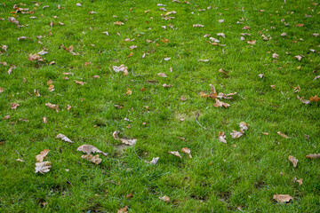 A green lawn strewn with fallen leaves signals the arrival of autumn. The grass is still alive and...