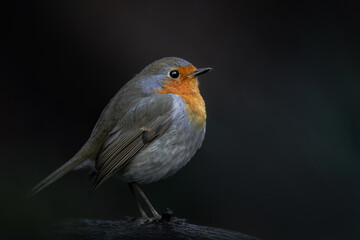 European Robin, Erithacus rubecula, orange songbird resting in Belgium forest.  Bird in natural environment.  Bird with orange breast.  