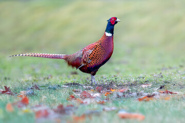 Common Pheasant,  Phasianus colchicus , bird with long tail on the green grass meadow, animal in the natural habitat. Belgium meadow