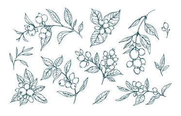 Berries and leaves sketches, set of floral illustrations, monochrome outline, hand drawn, converted to vector, isolated