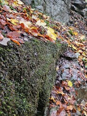 moss on the rocks