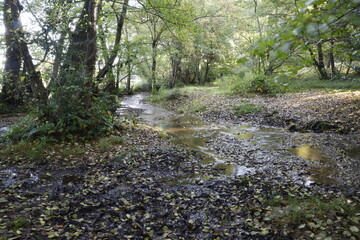 stream in the woods