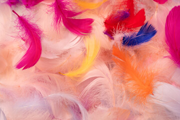 Colorful feather background, top view.