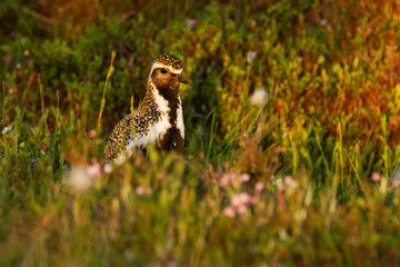 European golden plover standing in a summery bog during golden hour in Riisitunturi National Park, Northern Finland	