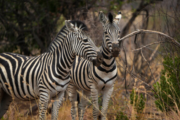 Two zebras stand closely together in the African bushveld, their striped coats blending beautifully with the natural landscape. Captured during a safari game drive, the peaceful moment 