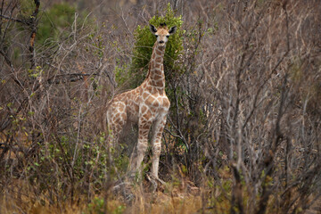 A baby giraffe stands still, gazing directly at the camera with curiosity and innocence. Captured on a safari game drive, this close-up image highlights the endearing presence of this young