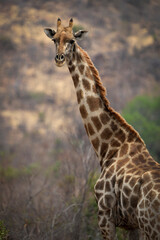 A giraffe stands among lush green trees in the African bushveld, feeding on fresh leaves. Captured during a safari game drive, the scene showcases the giraffe’s graceful reach and its natural habitat 