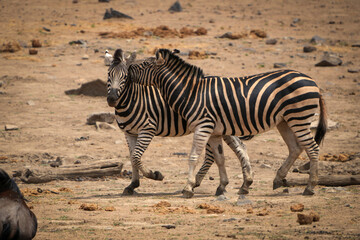 Zebras fiercely battle for dominance in the African plains, captured during a safari game drive. The powerful scene showcases their strength and determination as they clash in a fight for leadership.