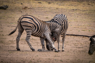 Zebras fiercely battle for dominance in the African plains, captured during a safari game drive. The powerful scene showcases their strength and determination as they clash in a fight for leadership.