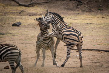 Zebras fiercely battle for dominance in the African plains, captured during a safari game drive. The powerful scene showcases their strength and determination as they clash in a fight for leadership.