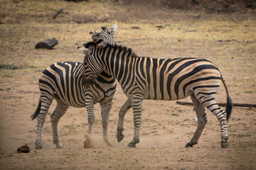 Zebras fiercely battle for dominance in the African plains, captured during a safari game drive. The powerful scene showcases their strength and determination as they clash in a fight for leadership.