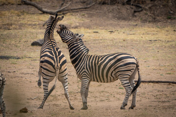 Zebras fiercely battle for dominance in the African plains, captured during a safari game drive. The powerful scene showcases their strength and determination as they clash in a fight for leadership.