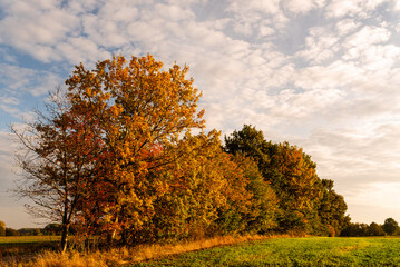 szpaler drzew jesienią