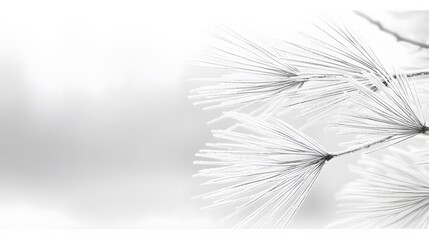 Fototapeta premium Snow-Dusted Pine Needles: Pine needles dusted with powdery snow, creating a monochromatic scene. 