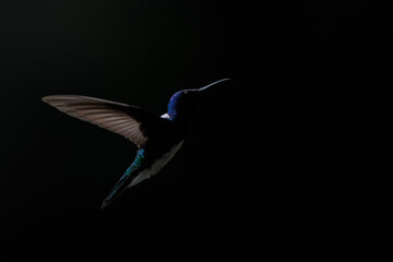 White-necked jacobin (Florisuga mellivora) in flight. Male hummingbird.  White breast.  Jungle...