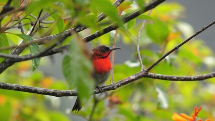 Vibrant red-breasted bird perched on branch surrounded by lush green leaves and blurred background, creating tranquil and natural atmosphere ideal for nature photography and wildlife enthusiasts.