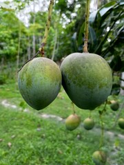 Close up of Fresh green Mangoes hanging on the mango tree in a garden farm with sunlight background harvest fruit Bangladesh.