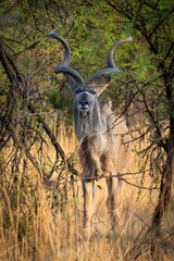 A majestic kudu bull with spiraled curved horns is captured up close while feeding from a tree in the African bushveld during a safari game drive. The kudu’s elegant stature and striking horns.
