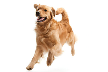 a golden retriever is jumping in the air ,a golden retriever dog sitting down on a white background