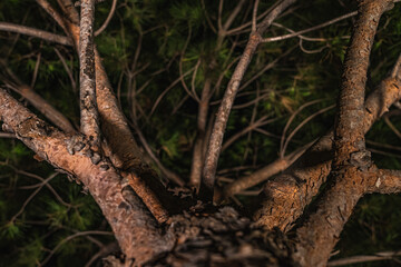 A close-up view of a palm tree trunk at night, showcasing the textured bark and vibrant green fronds illuminated from below, creating a dramatic and exotic tropical scene. Travel themes