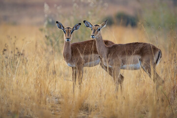 Two female impalas stand closely together amid tall grass, blending seamlessly with their natural surroundings. Captured during a safari game drive, this image reveals the calm beauty of Africa